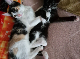 Maincoon X Siamese Equisite Babies. Ready Now for forever LOVING homes.