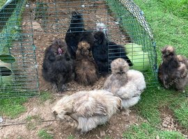 Pure bred quality silkie cockerels