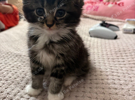 1 female grey and white