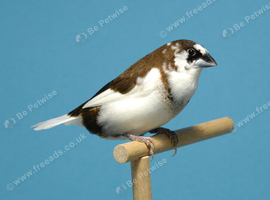 Looking for hen/female Bengalese finch