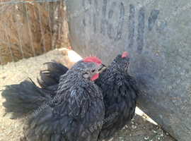 Sliver birchen pekins