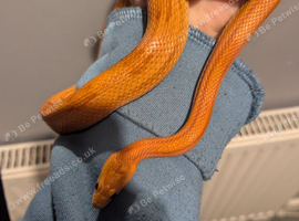2 female corn snakes