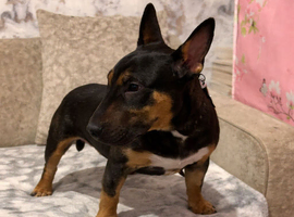 Black tri miniture bull terrier