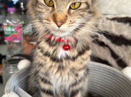 Maine coon 2 year old looking for new homw
