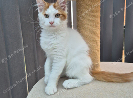 Maine coon kittens