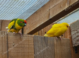 Kakarikis for rehoming