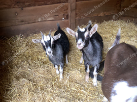Pygmy Goat (wethers )