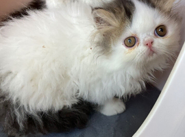 GCCF registered Pure Persian Kittens