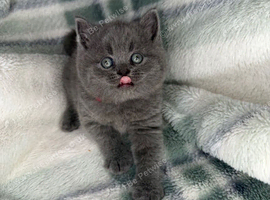 Beautiful British shorthairs