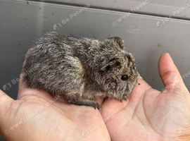 2 female guinea pig babies