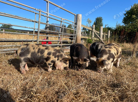 Pedigree Kune Kune piglets