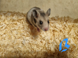 Sweet baby Syrian hamsters