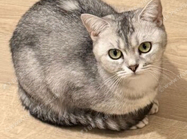 GCCF cat looking for forever home