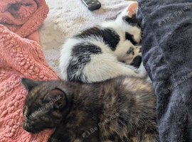 Two female kittens