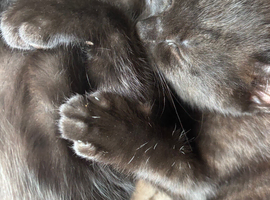 2 female kittens
