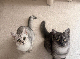 Rare pure British shorthair ready to leave