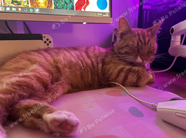 Neutered male ginger kitten