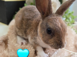 Baby mini rex bunnies