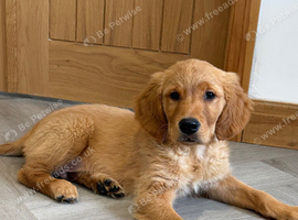 Deep golden pups fully kc health tested parents