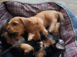 2 boys left out of three looking for new  loving homes