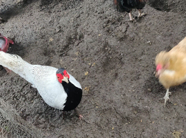 Female silver pheasant wanted