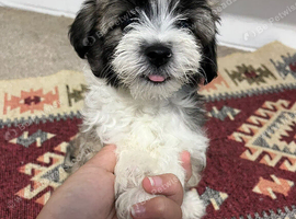 6 Bichion Maltese looking for a home !
