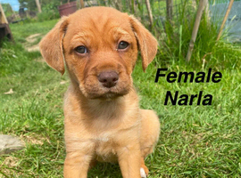 Mixed Breed Puppies