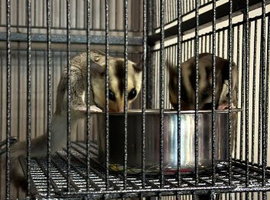 Baby girl and boy sugar gliders