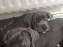 3m old female cane corso