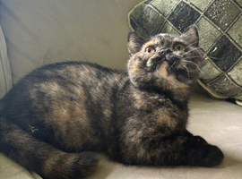 Black tortie tica reg ready now