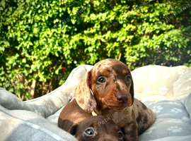 ️Miniature Dachshund Puppies