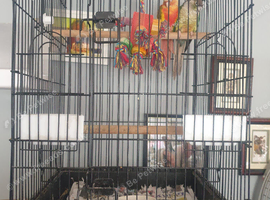 2 pine apple semi tamed conurs