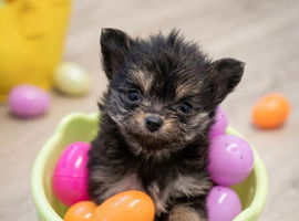 Little boy