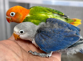 Baby lovebirds for new homes