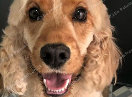 Show cocker spaniel