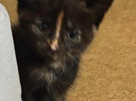 Kittens