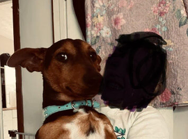 Dachshunds x jack russle
