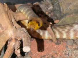 Woma python