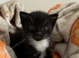 2 male kittens