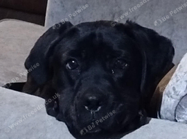 Cane corso x lab