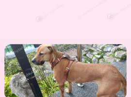 5 year old female