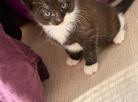 Last kitten