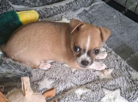 One boy Chihuahua left (Tan and White)