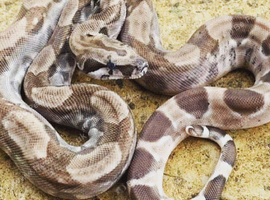 Male RDR bea Ghost het sharp