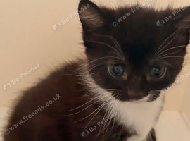 Tuxedo Kitten