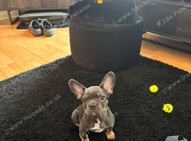 Loving Forever home needed for Narla