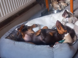 Faschund puppy