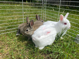 Bunnies ready for new home,Purebred Netherland Dwarf