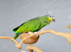 Orange Winged Amazon,25