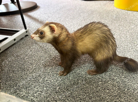 Nemo - Ferret Jill needs new home